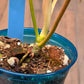 Philodendron Tortum X FL Beauty