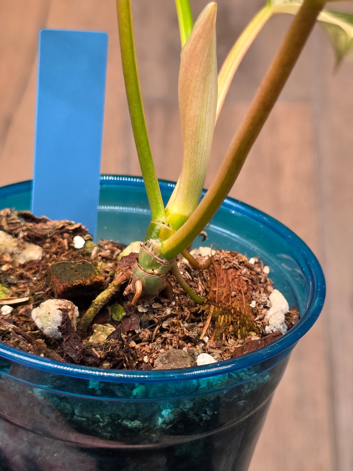Philodendron Tortum X FL Beauty