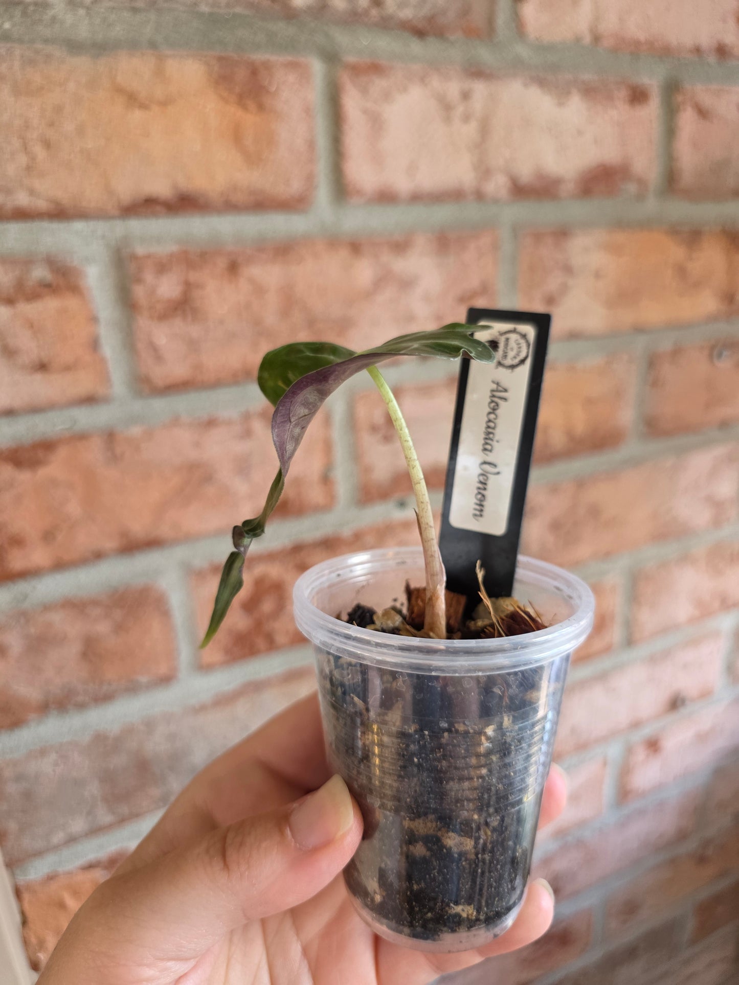 Alocasia Venom