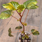 Begonia Cucullata Aurea Variegated