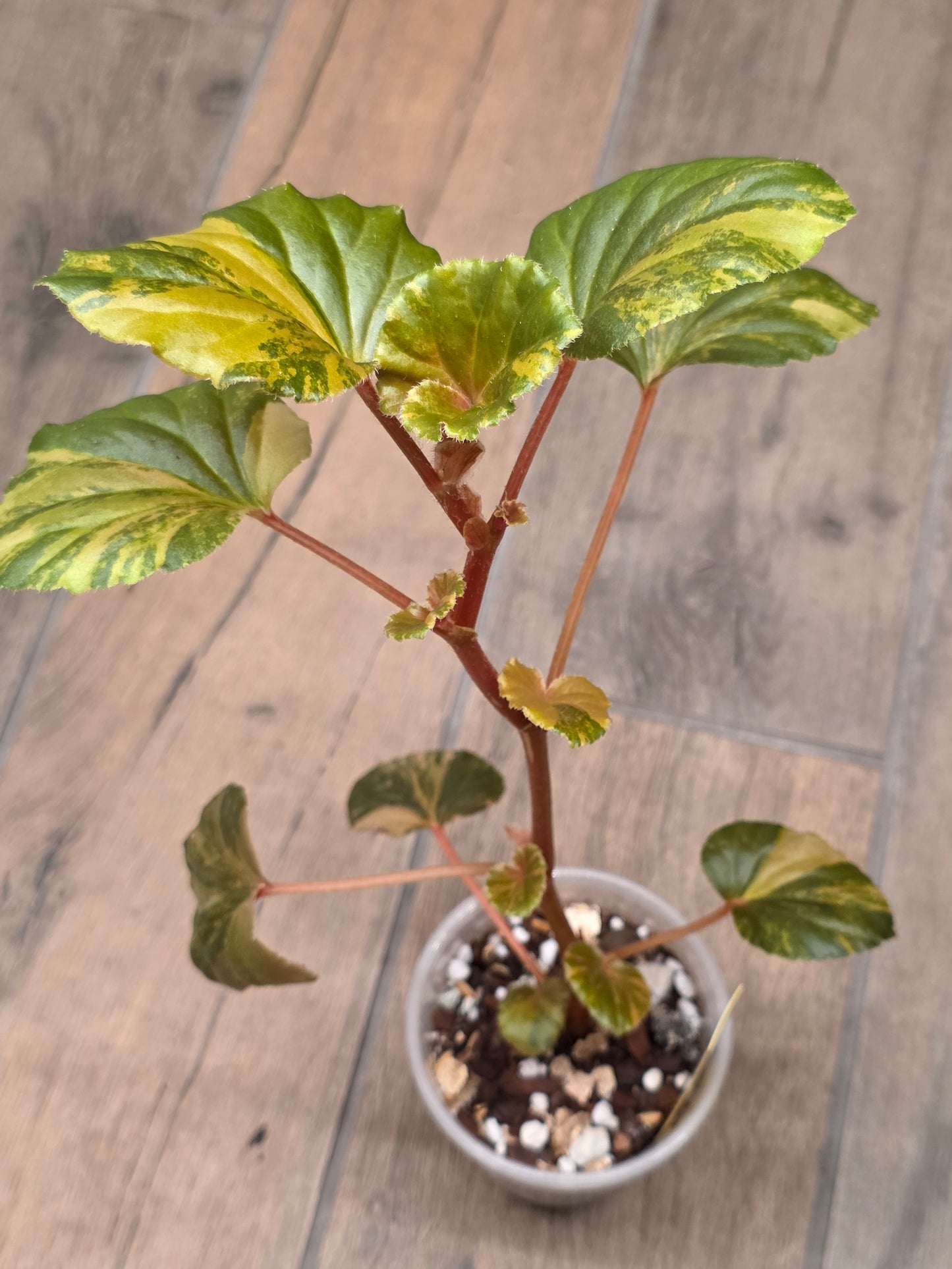 Begonia Cucullata Aurea Variegated
