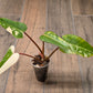 Philodendron Dark Lord Albo/Pink