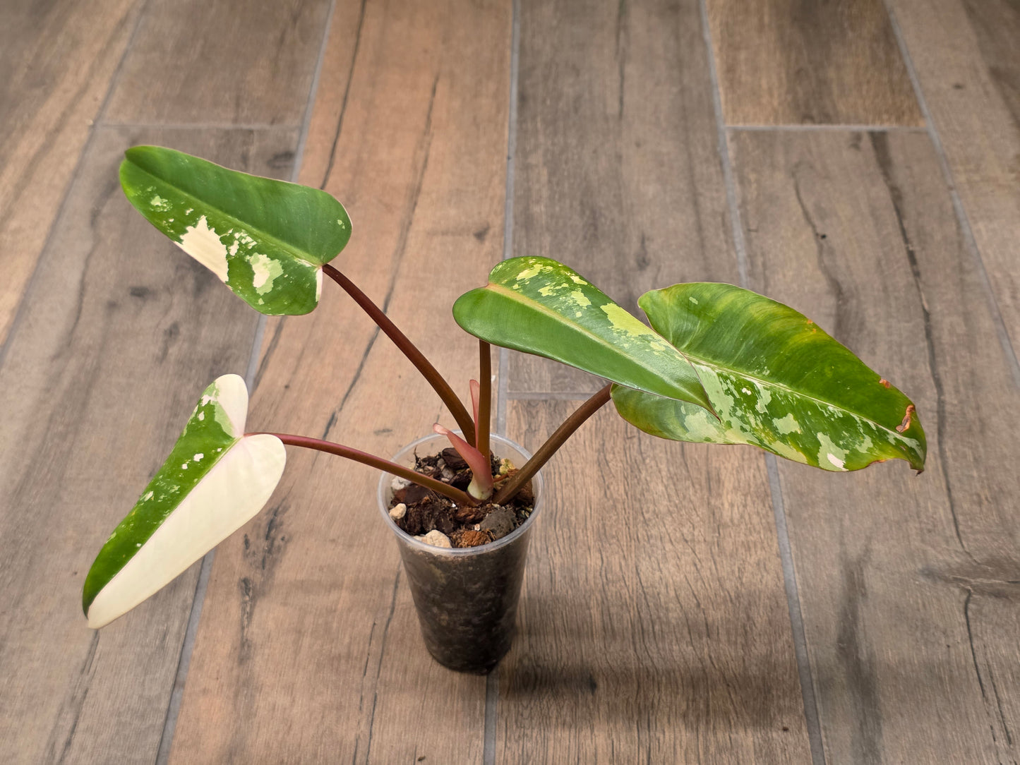 Philodendron Dark Lord Albo/Pink