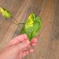 Alocasia Shock Treatment Aurea Variegated