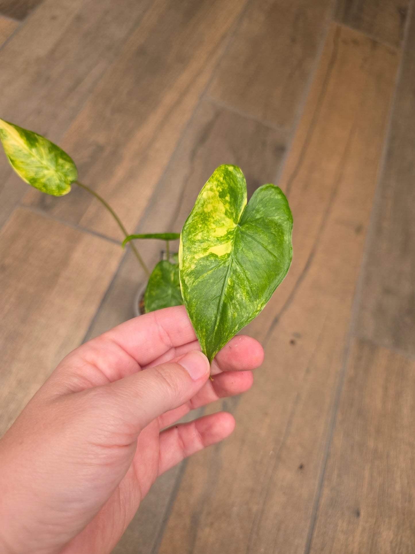 Alocasia Shock Treatment Aurea Variegated