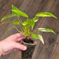 Philodendron Avocado Shake 2 in 1