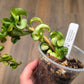 Hoya Compacta Inner Variegated 'Mauna Loa'