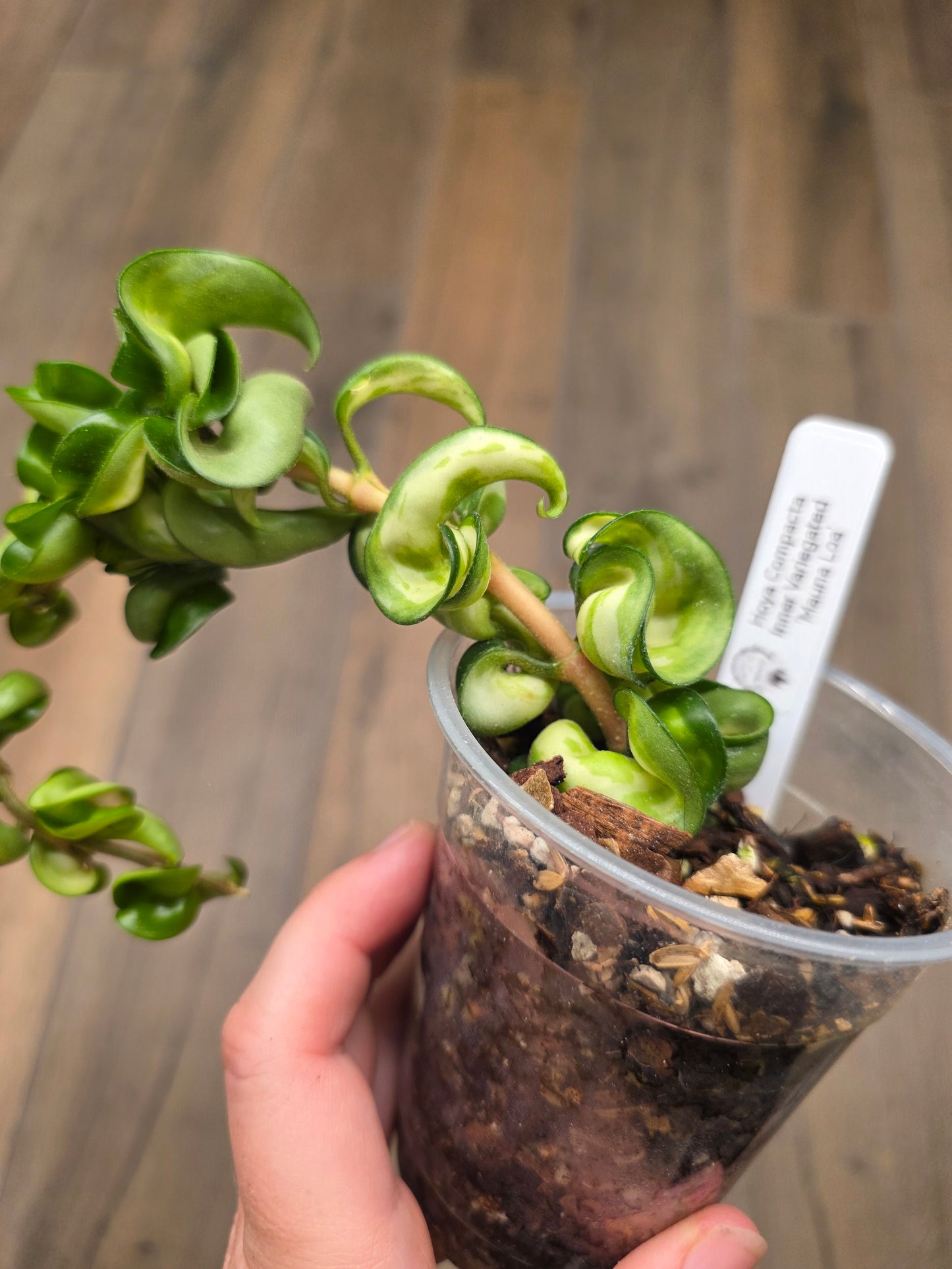 Hoya Compacta Inner Variegated 'Mauna Loa'