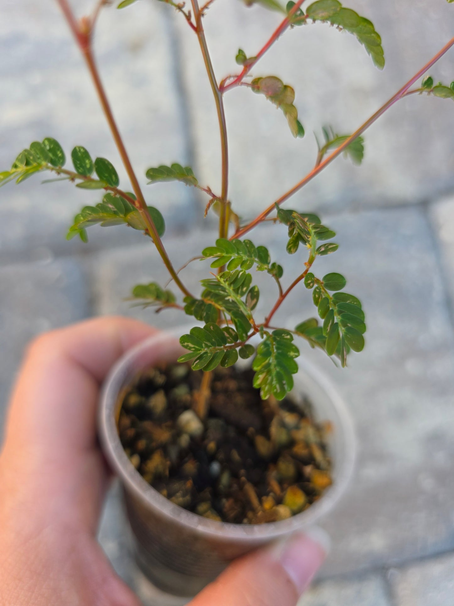 Phyllanthus Urinaria Variegated