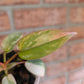 Philodendron Atabapoense Pink Marble
