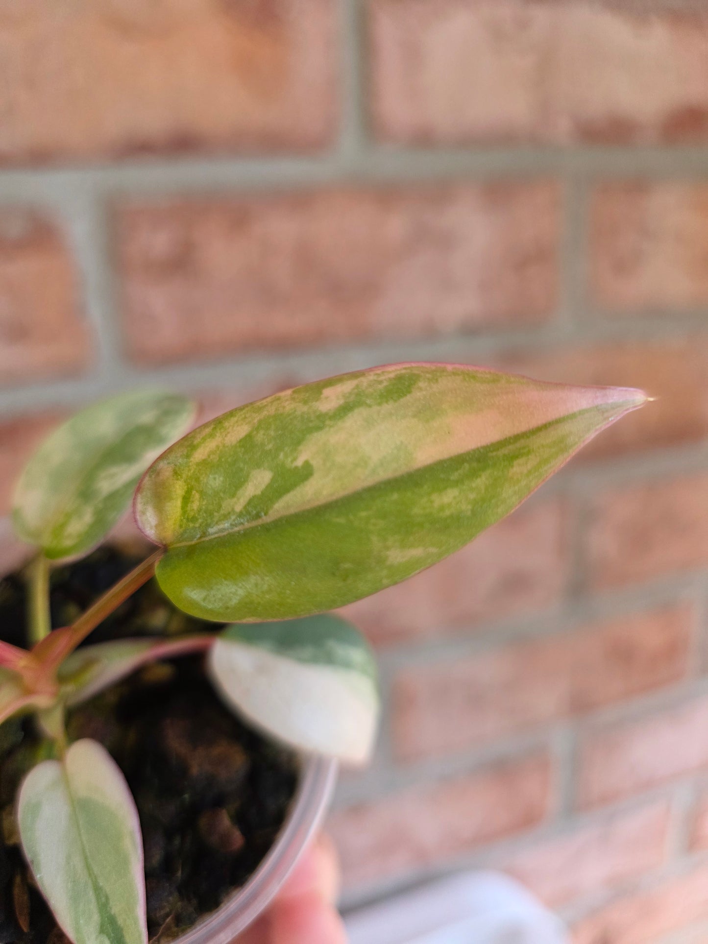 Philodendron Atabapoense Pink Marble