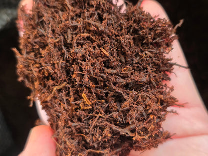 Fernwood Tree Fern Fiber