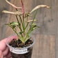 Syngonium Rollie