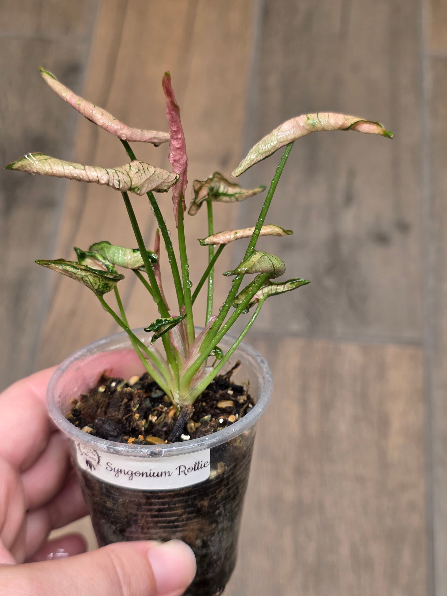 Syngonium Rollie