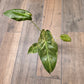 Alocasia Wentii Aurea