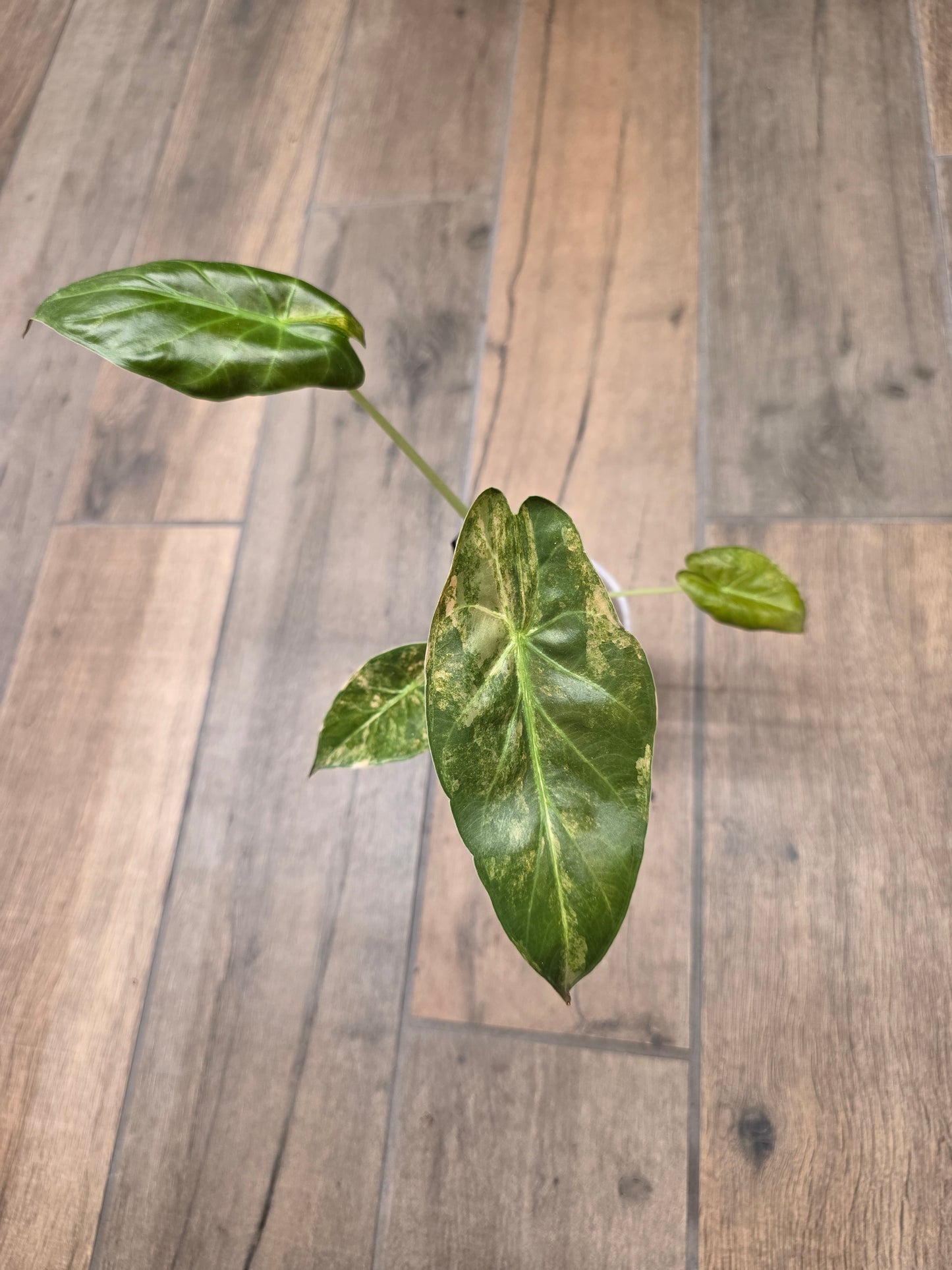 Alocasia Wentii Aurea
