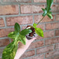Philodendron Squamiferum Variegated