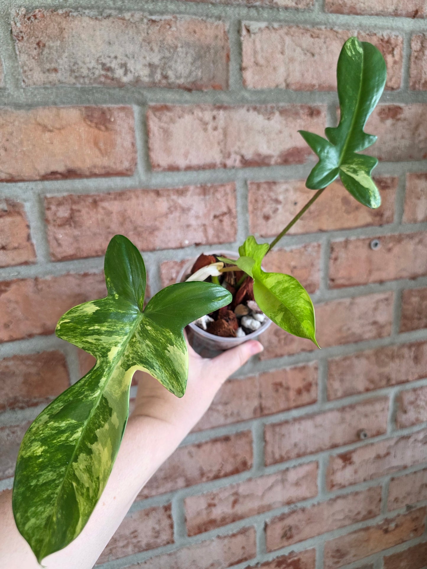 Philodendron Squamiferum Variegated