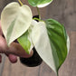 Philodendron Hederaceum Albo Variegated