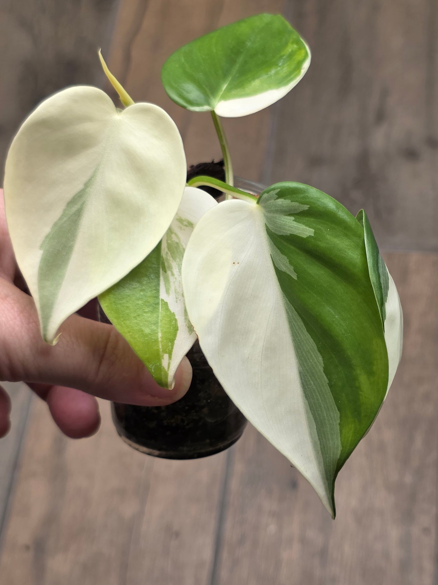 Philodendron Hederaceum Albo Variegated
