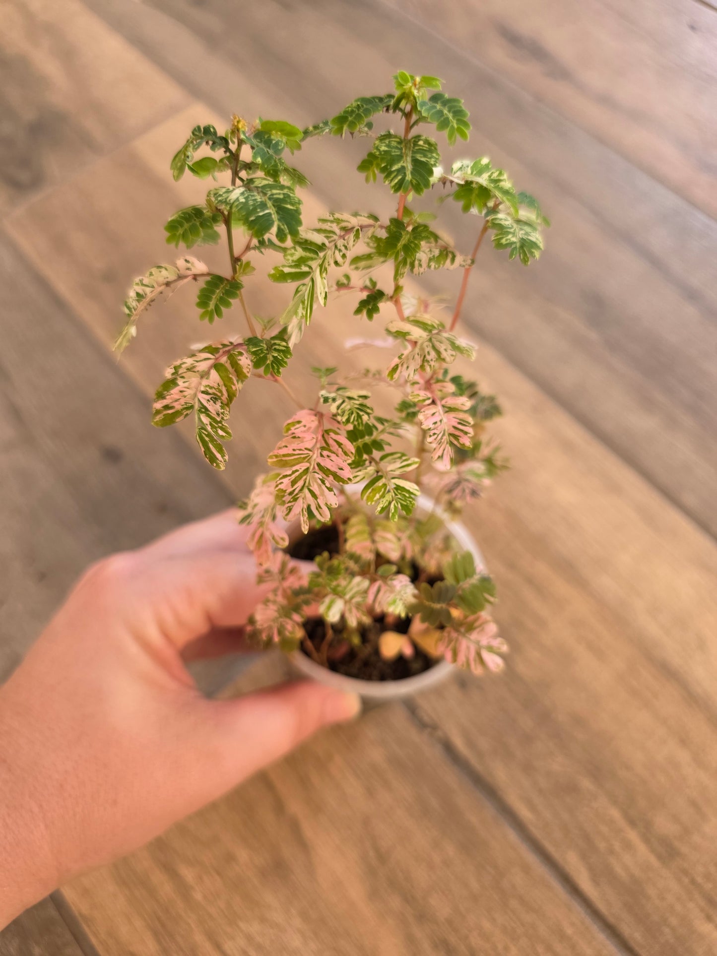 Phyllanthus Urinaria Pink Variegated