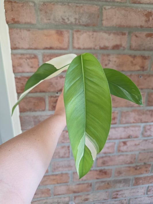 Epipremnum Giganteum Albo "White Pearl"