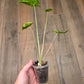 Alocasia Shock Treatment Variegated