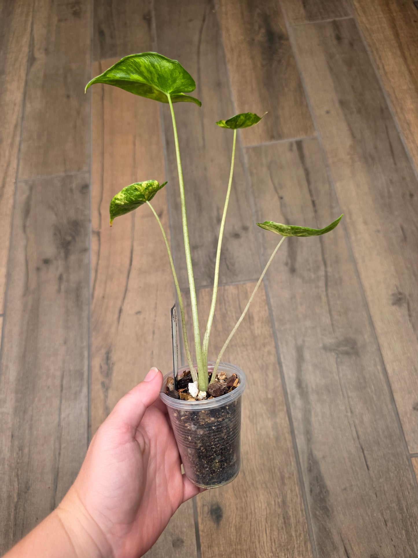 Alocasia Shock Treatment Variegated
