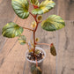 Begonia Cucullata Aurea Variegated