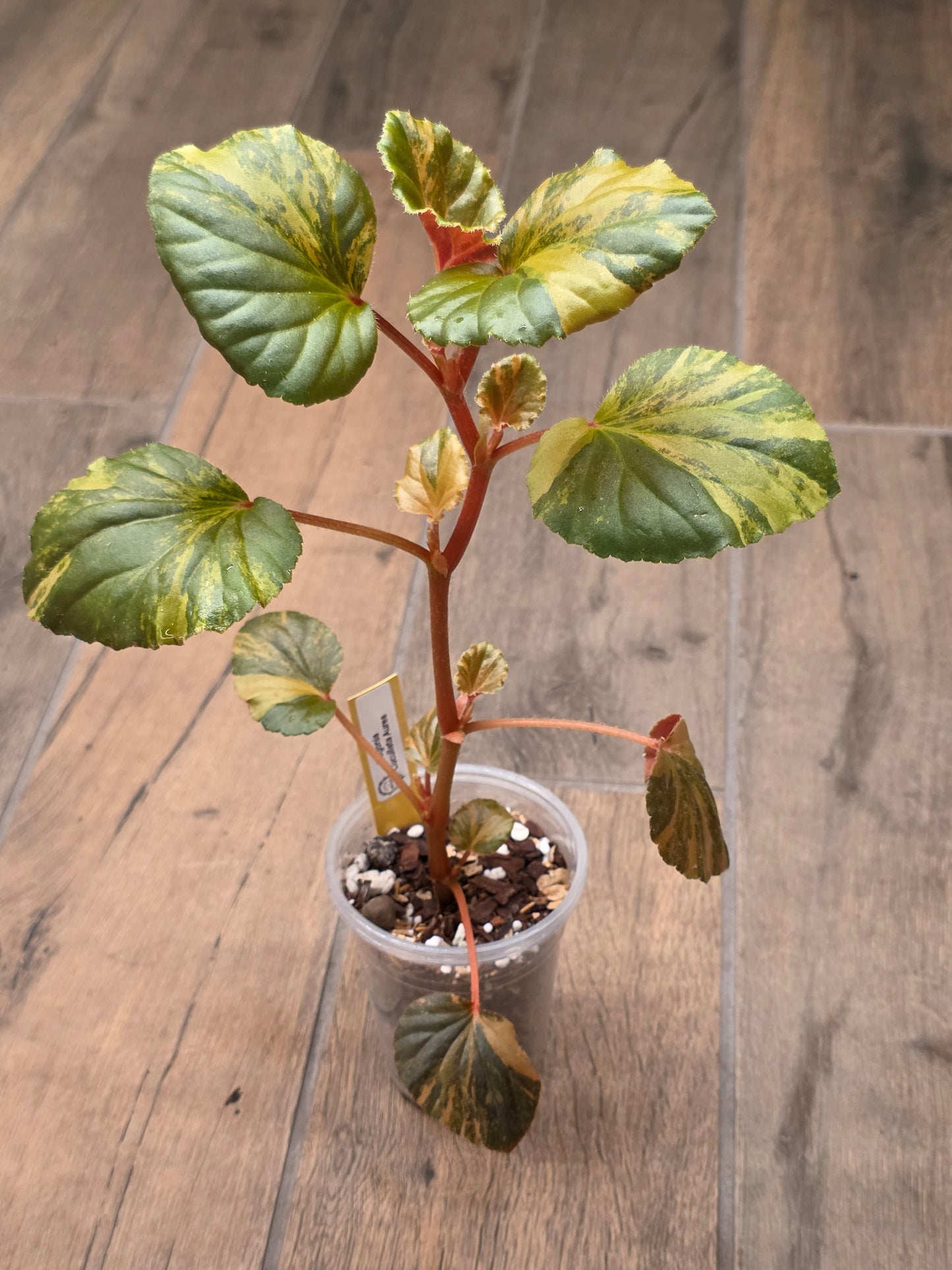 Begonia Cucullata Aurea Variegated