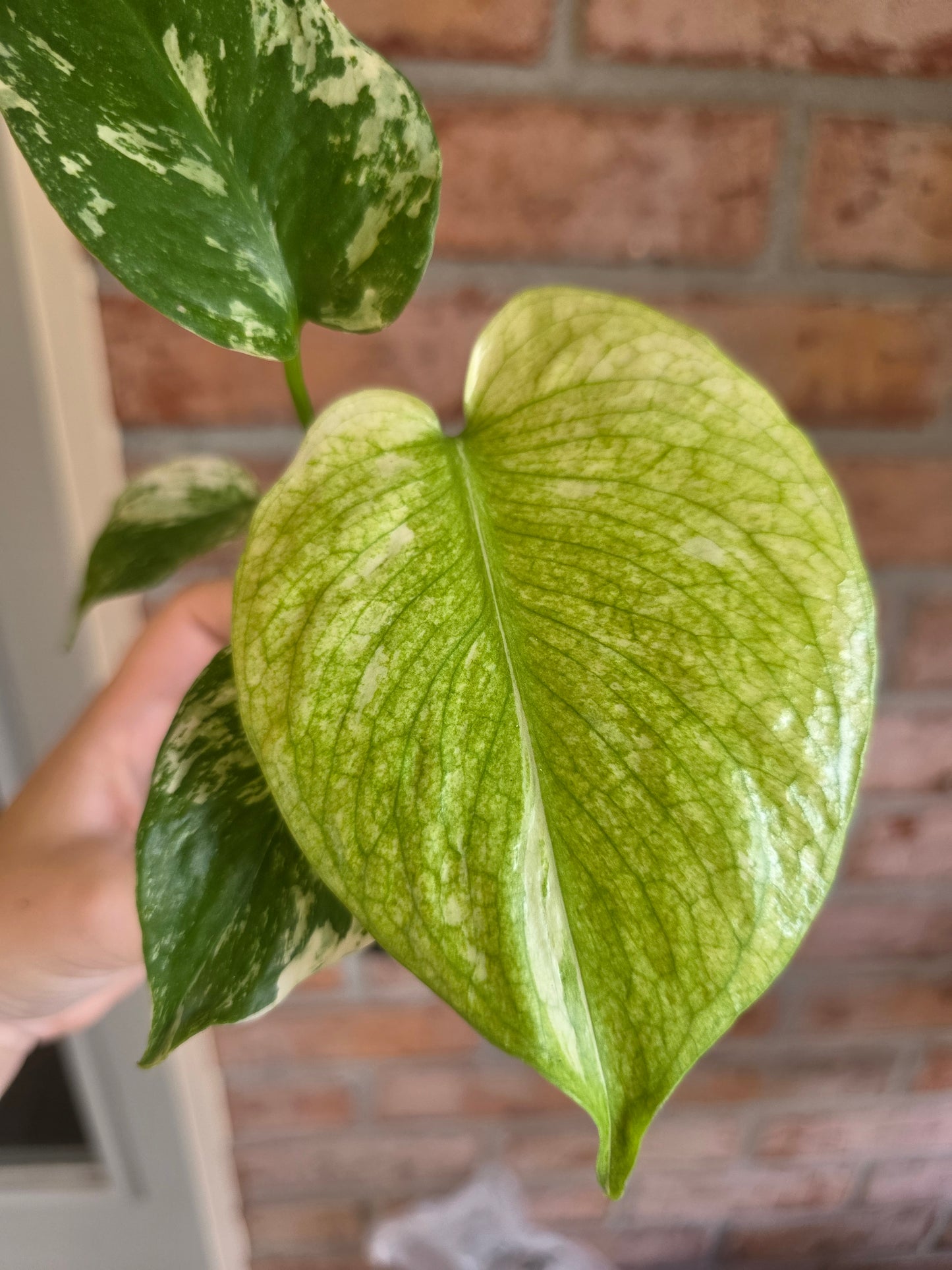 Monstera Mint