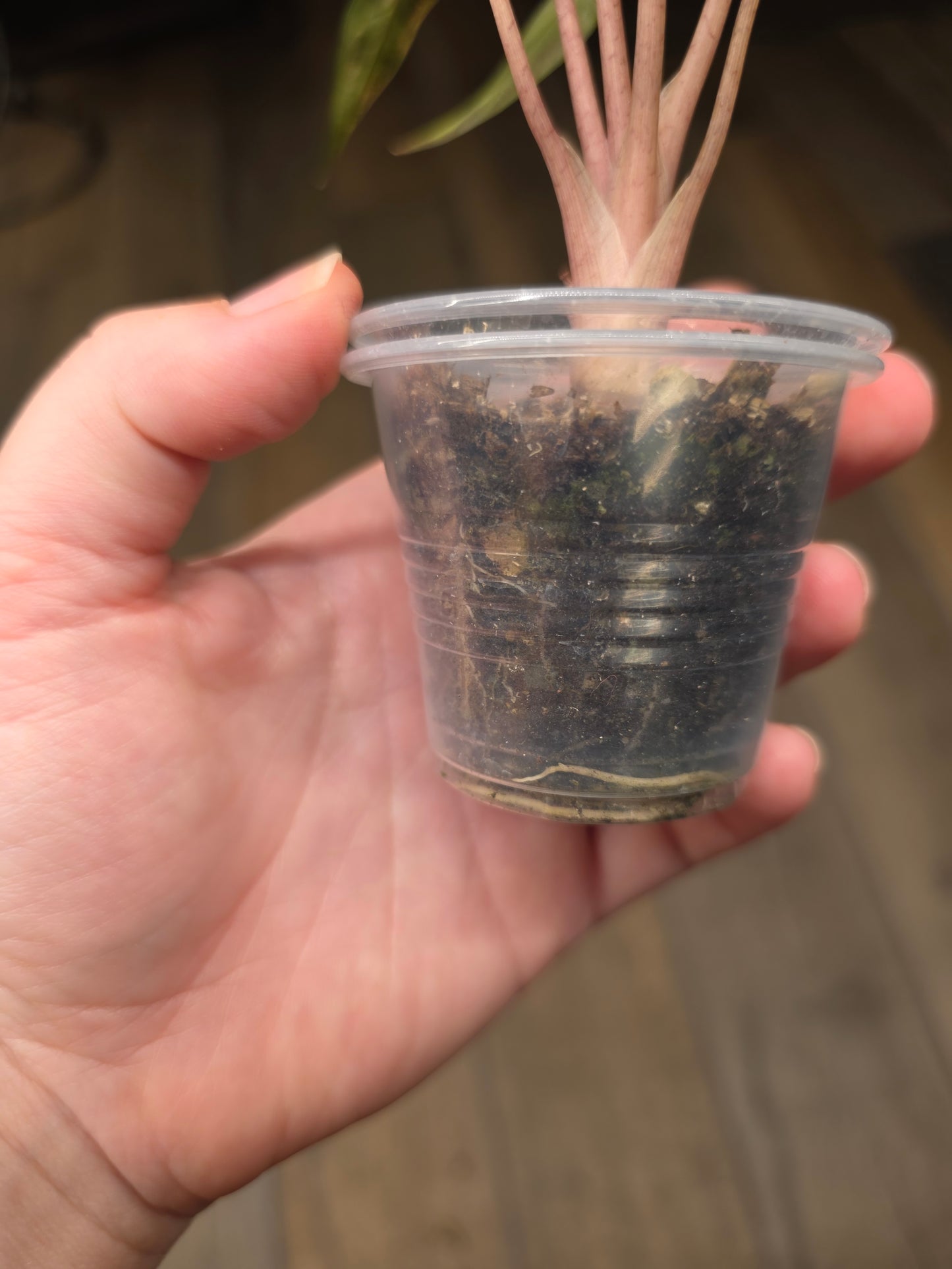Alocasia Bambino Aurea Variegata