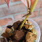 Philodendron Micans Albo/Pink Variegated