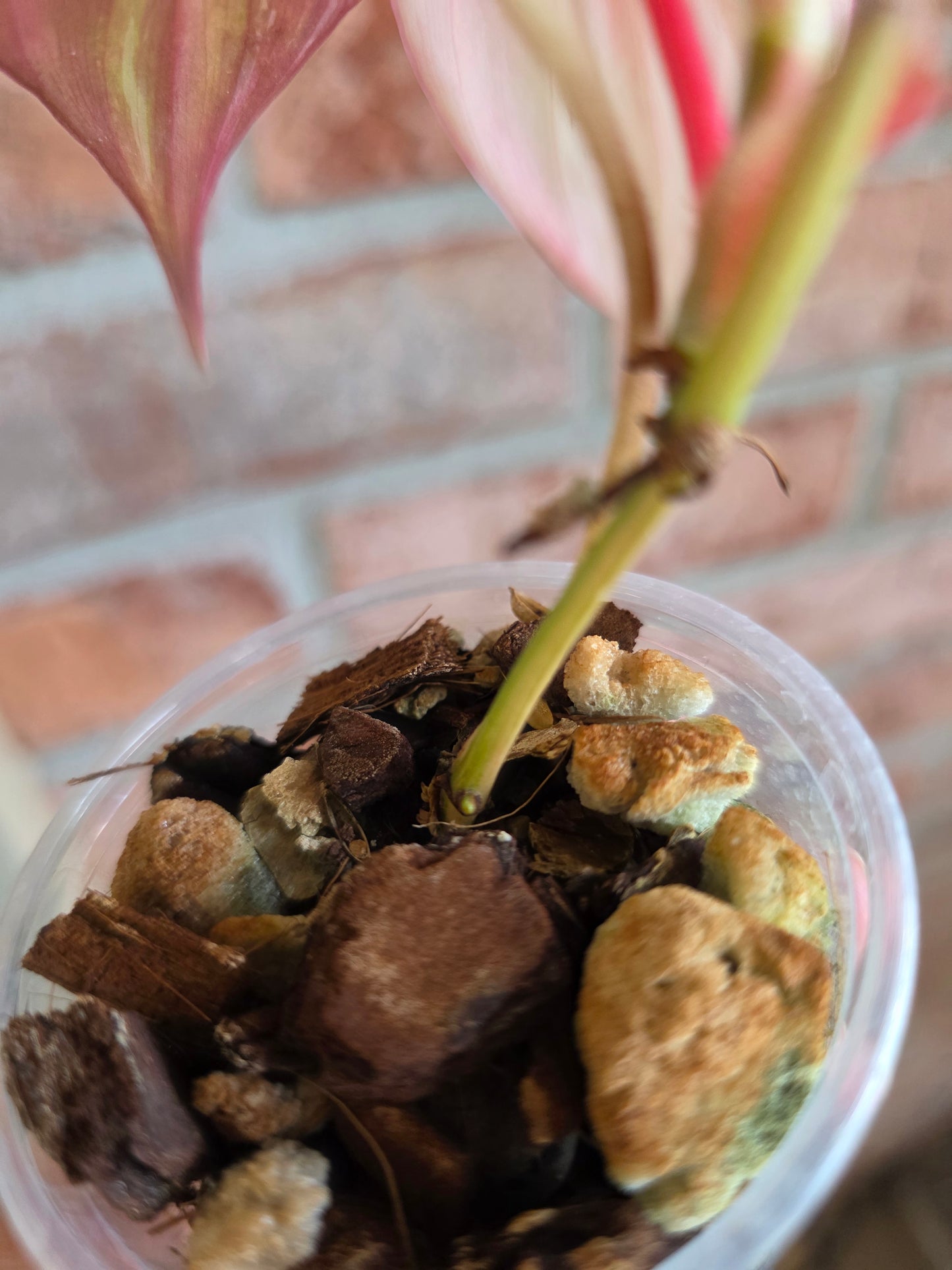 Philodendron Micans Albo/Pink Variegated