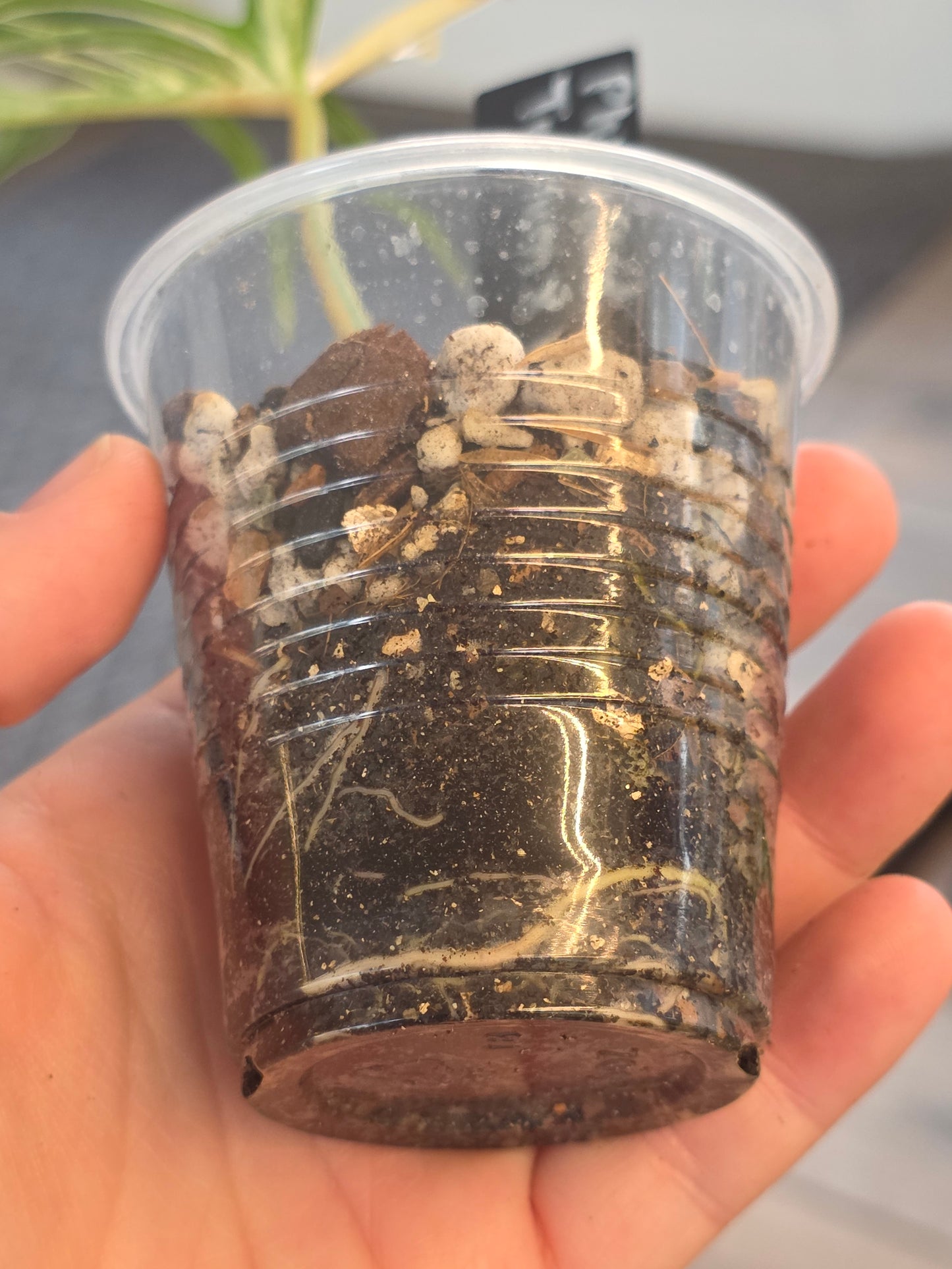 Philodendron Tortum X FL Beauty