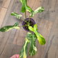 Philodendron Minnarum Aurea Variegated