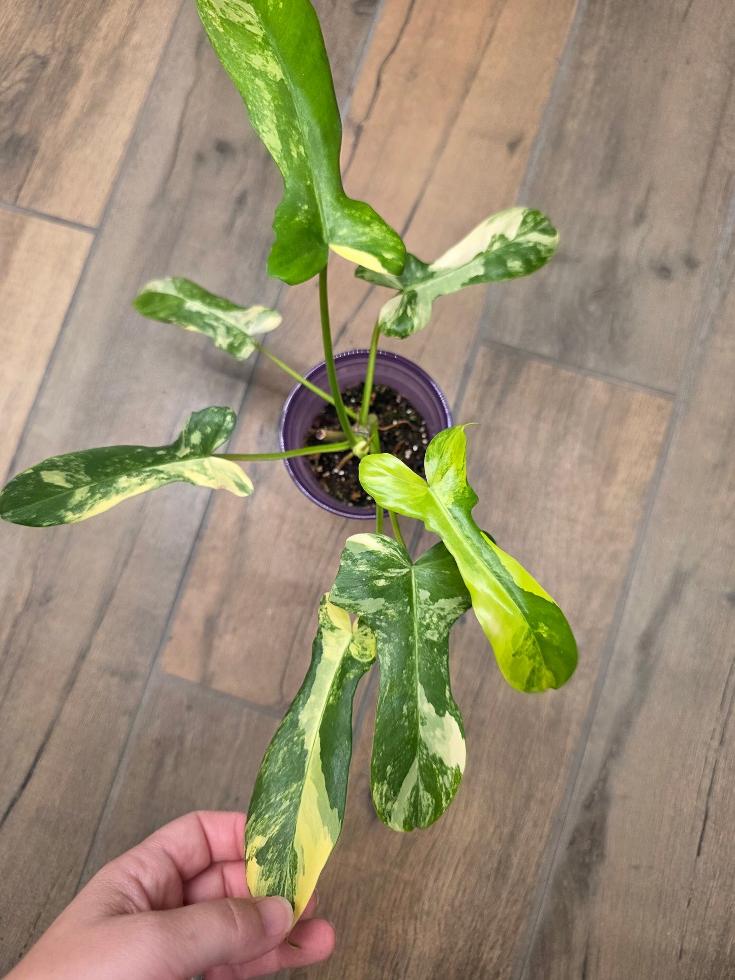 Philodendron Minnarum Aurea Variegated