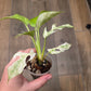 Rhaphidophora Tetrasperma White Monster