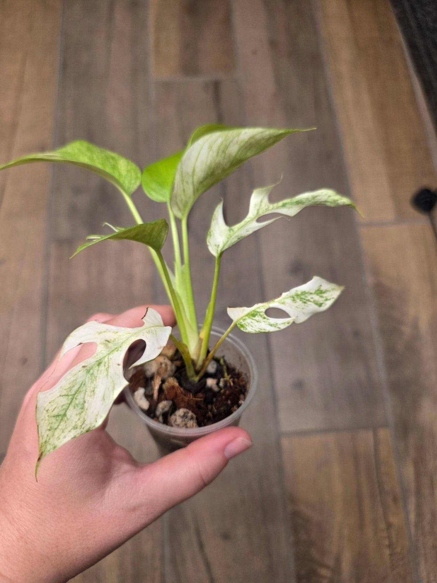 Rhaphidophora Tetrasperma White Monster