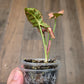 Syngonium Mosaic