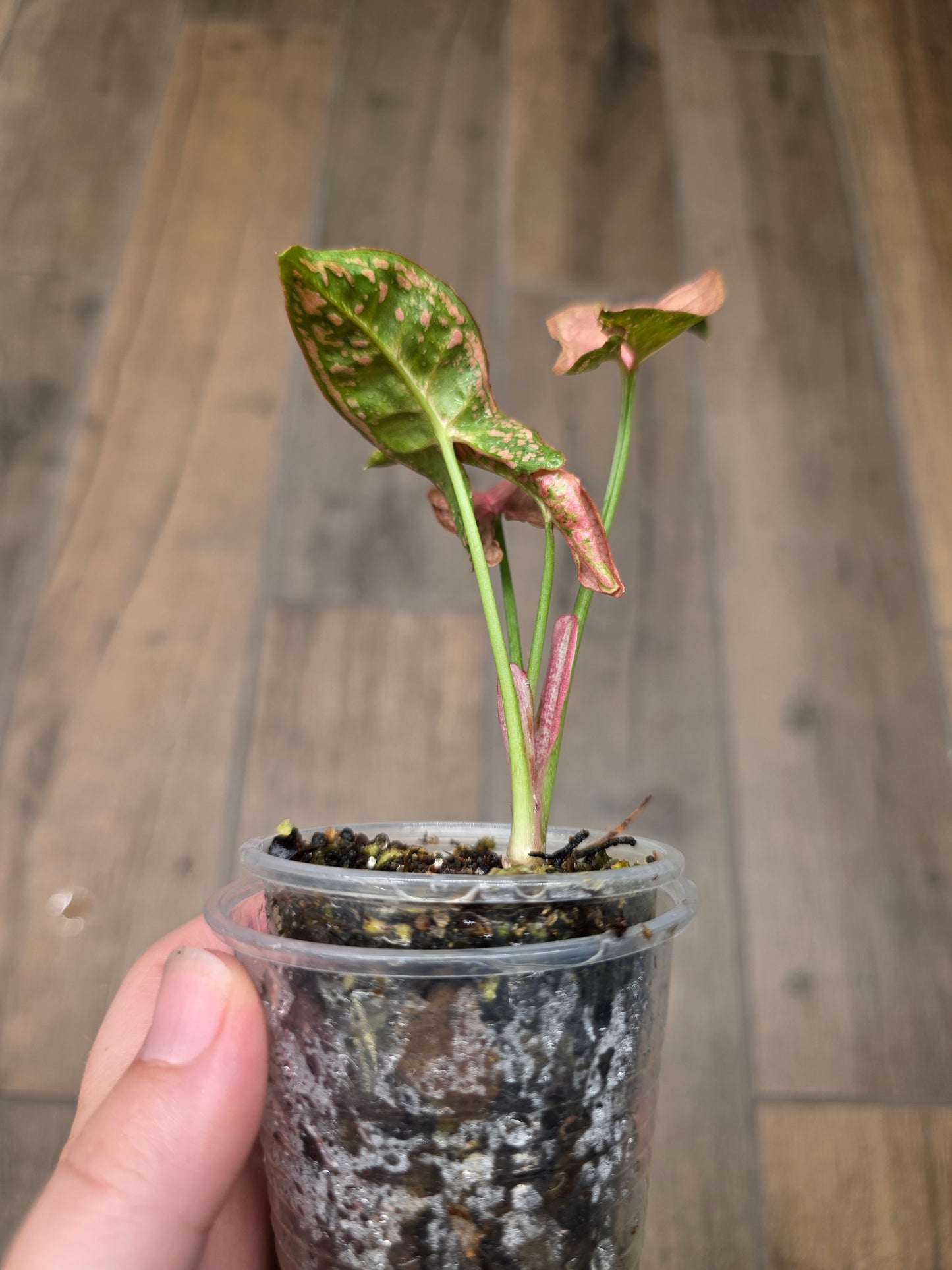 Syngonium Mosaic