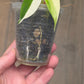 Philodendron Golden Dragon Albo Variegated