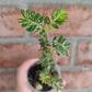 Phyllanthus Urinaria Pink Variegated