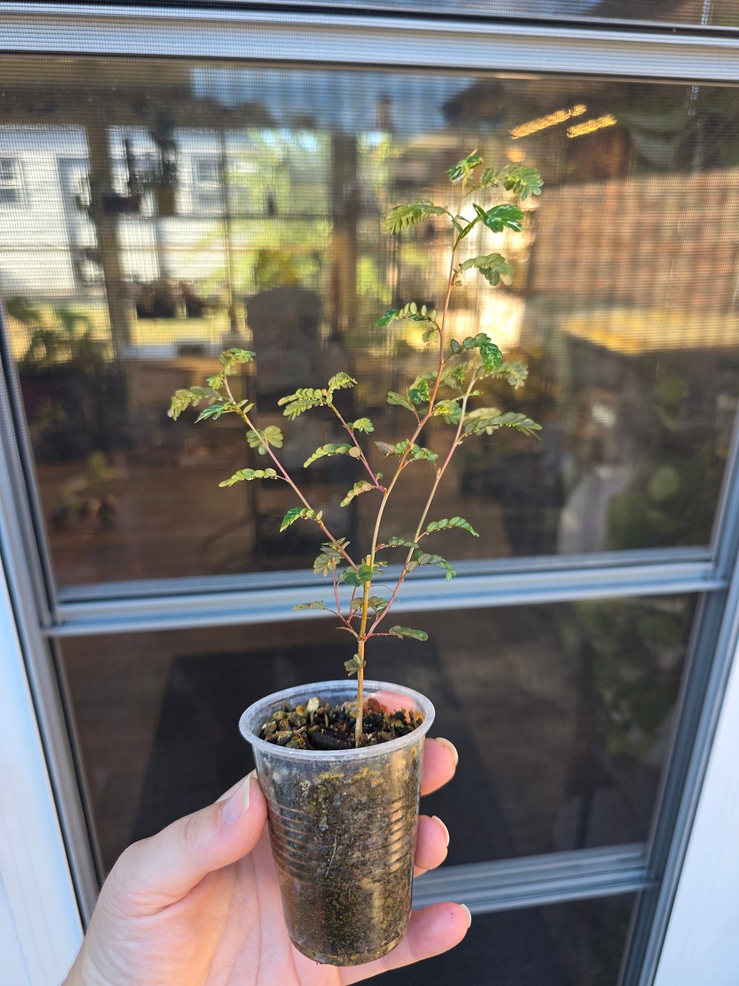 Phyllanthus Urinaria Variegated