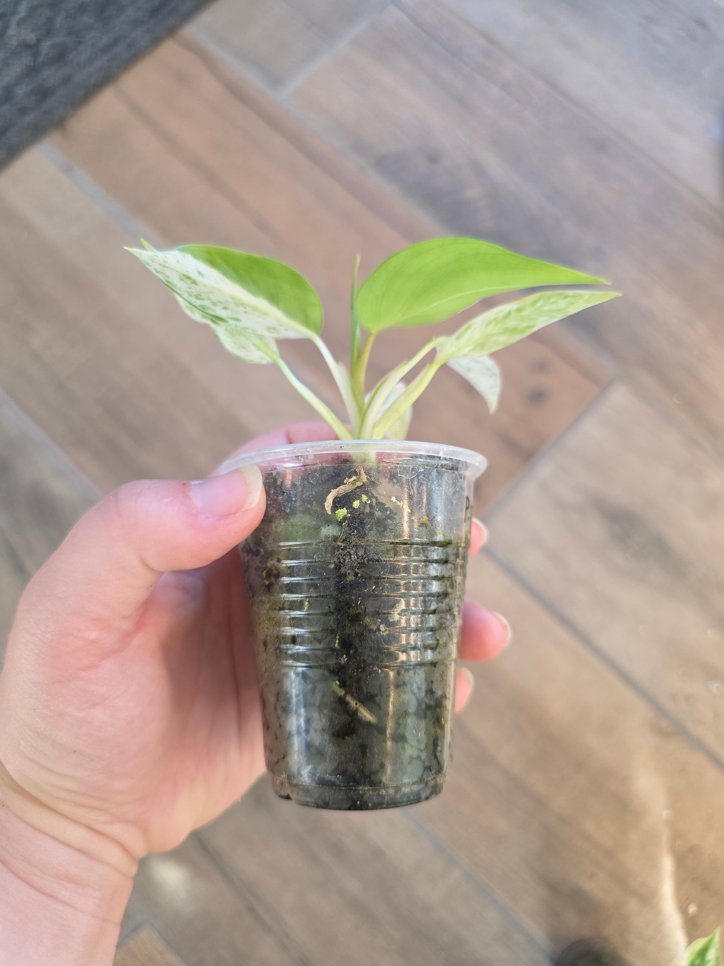 Philodendron Emerald Ice