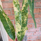 Philodendron Billietiae Variegated