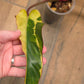 🦄  EXCLUSIVE- Philodendron Phantom Flame 🦄