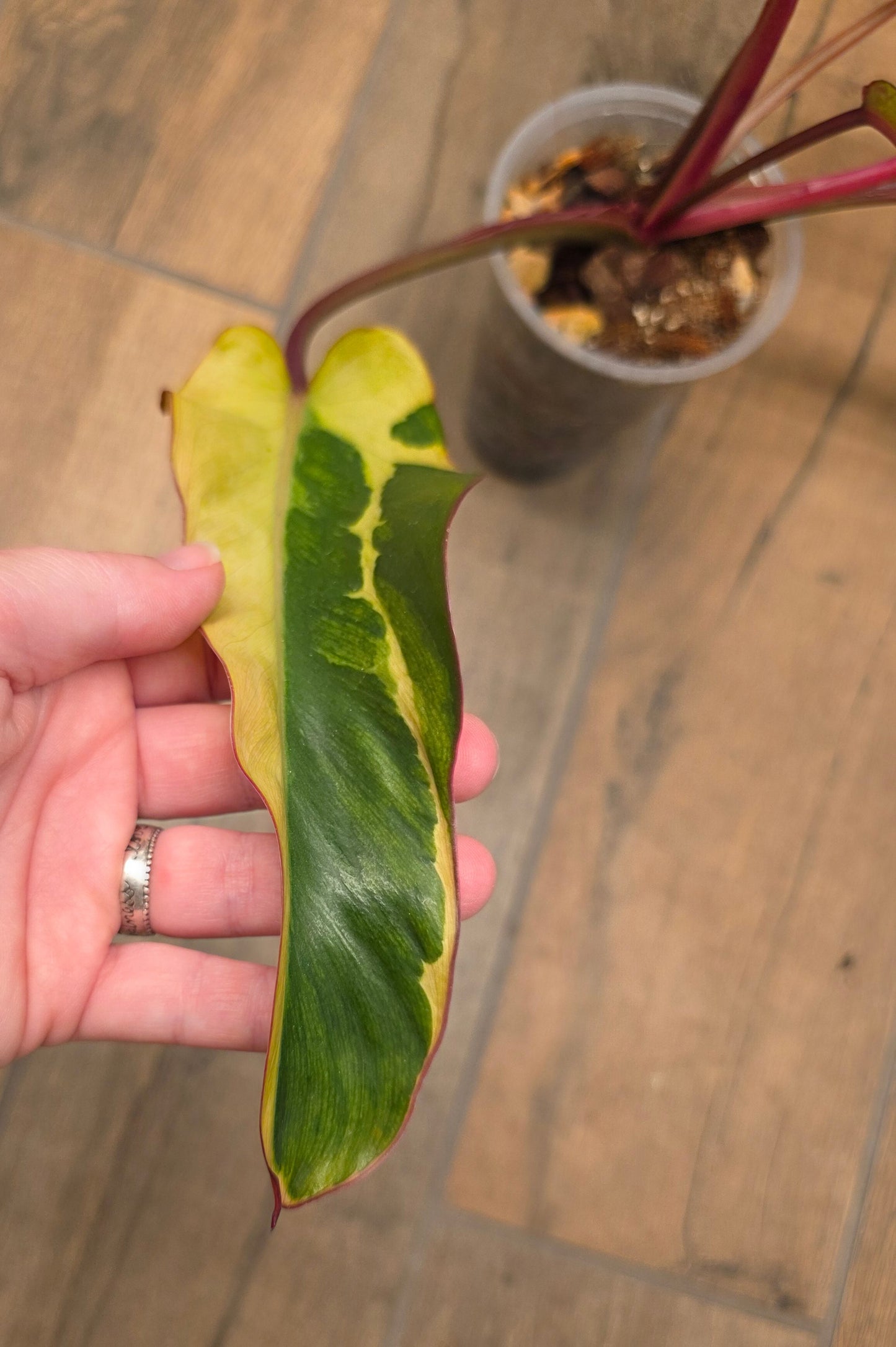 🦄  EXCLUSIVE- Philodendron Phantom Flame 🦄