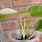 Philodendron Hederaceum Albo