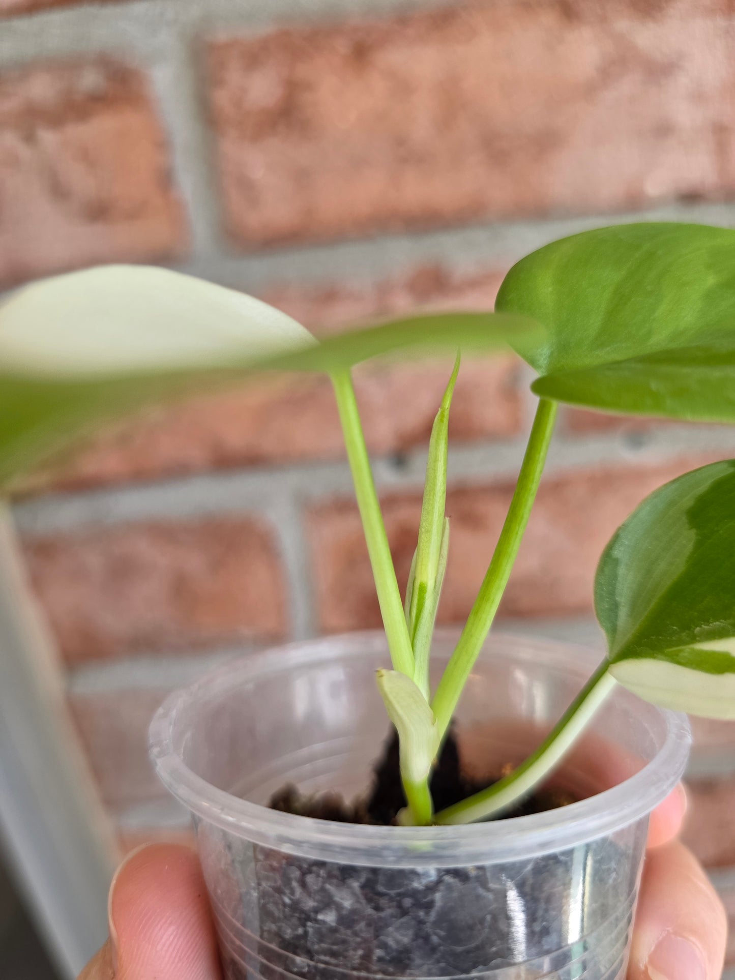 Philodendron Hederaceum Albo